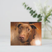 チョコレートラボピットパピー訴えるルック ポストカード (スタンド正面)