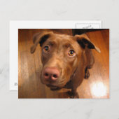 チョコレートラボピットパピー訴えるルック ポストカード (正面/裏面)