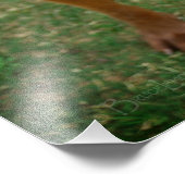 チョコレートラボピットミックスドッグポートレート4 フォトプリント (角)