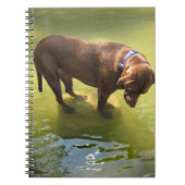 チョコレートラボピットミックスドッグ探し魚 ノートブック (正面)