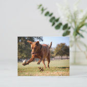 チョコレートラボピットミックス犬がボールを追いかける ポストカード (スタンド正面)