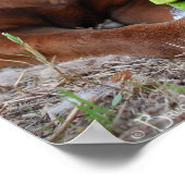 チョコレートラボピットミックス犬とおもちゃ ポスター (角)