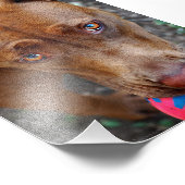 チョコレートラボピットミックス犬とボール2 フォトプリント (角)