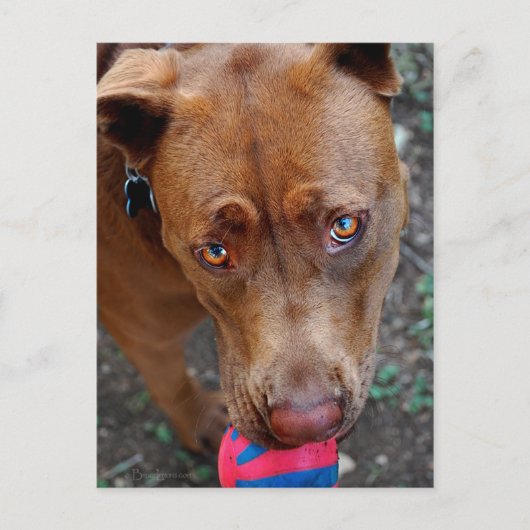 チョコレートラボピットミックス犬とボール2 ポストカード (正面)