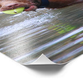 チョコレートラボピットミックス犬とボール フォトプリント (角)