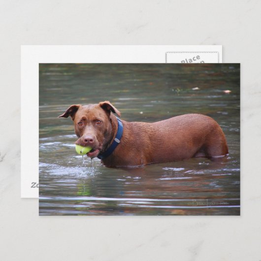 チョコレートラボピットミックス犬とボール ポストカード (正面/裏面)