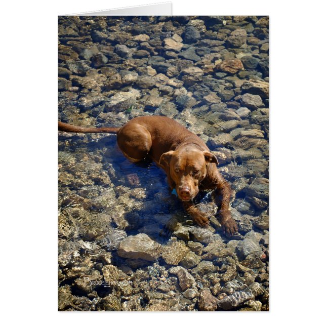 チョコレートラボピットミックス犬の岩 (正面)