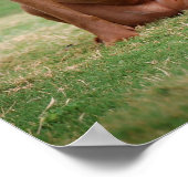 チョコレートラボピットミックス犬の笑顔2 ポスター (角)