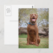 チョコレートラボピットミックス犬の笑顔2 ポストカード (正面/裏面)