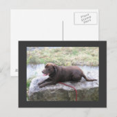 チョコレートラボブルーノブラウン ポストカード (正面/裏面)