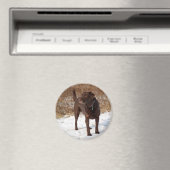 チョコレートラボ磁石 マグネット (インサイチュ (食洗機))