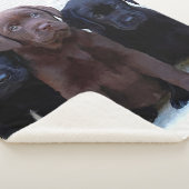 チョコレートラボ – ブラックラブラドール子犬 シェルパブランケット (3/4)