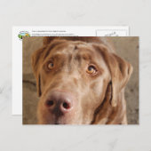 チョコレートラボ ポストカード (正面/裏面)