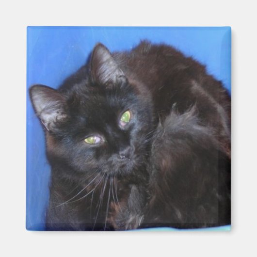 チョコレート子猫 マグネット (正面)