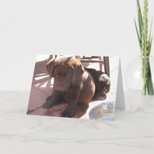チョコレート実験室の子犬 カード