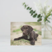 チョコレート実験室の子犬 ポストカード (スタンド正面)