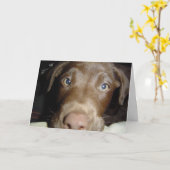 チョコレート実験室 カード (黄色い花)