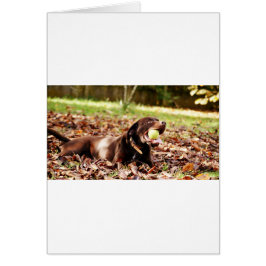 チョコレート遊ラブラドールとボール