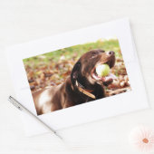 チョコレート遊ラブラドールとボール 長方形シール (封筒)