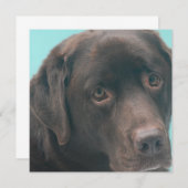 チョコレート·ラボ·ドッグ·招待状 招待状 (正面/裏面)