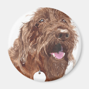 チョコレートLabradoodle #1の磁石 マグネット