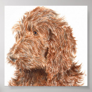 チョコレートLabradoodle #2のプリント ポスター