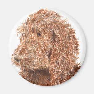 チョコレートLabradoodle #2の磁石 マグネット