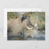 チョベ川,ボツワナ,アフリカ ポストカード (正面/裏面)