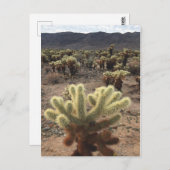 チョラガーデンズジョシュアツリーナショナルパーク ポストカード (正面/裏面)