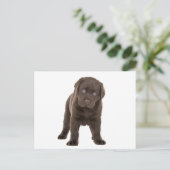 チョンキーチョコレートラブラドール子犬 ポストカード (スタンド正面)