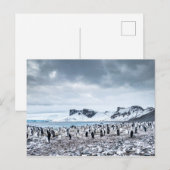 チョンラップペンギンコロニー景観 ポストカード (正面/裏面)