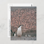 チョンラップペンギン葉書 ポストカード (正面/裏面)