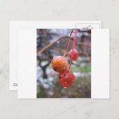 チョークさくらんぼ ポストカード (正面/裏面)