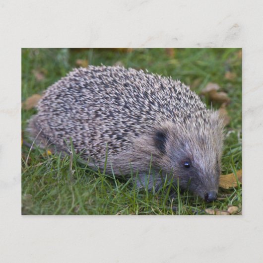 チラシはがき ポストカード (正面)