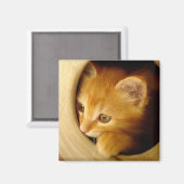 チラッと見るKitten – マグネット (正面/裏面)