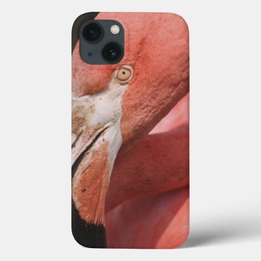 チリのフラミンゴ、Phoenicopterusのchilensis Case-Mate iPhoneケース (裏面)