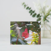 チリの国花 ポストカード (スタンド正面)