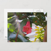 チリの国花 ポストカード (正面/裏面)