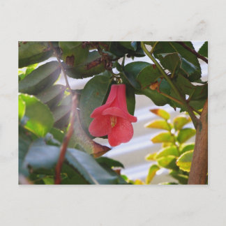 チリの国花 ポストカード