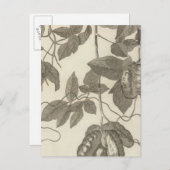 チリの女性の風景 ポストカード (正面/裏面)