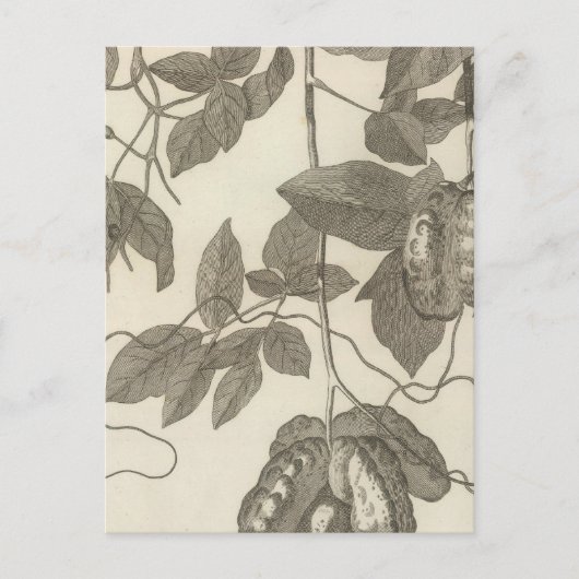 チリの女性の風景 ポストカード (正面)