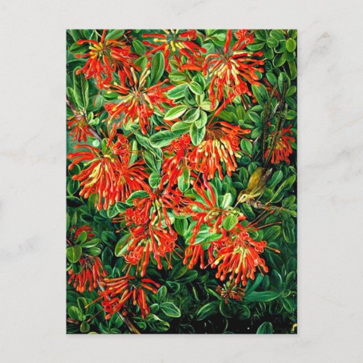 チリの燃え盛るブッシュと欧州経済通貨同盟素晴らし、芸術、 ポストカード (正面)