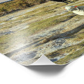 チリの羊 フォトプリント            (角)