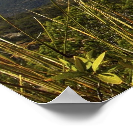 チリカワ山脈、AZ。 ポスター (角)