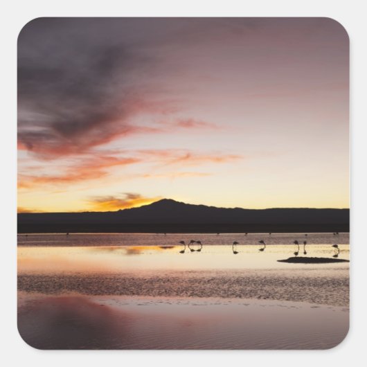 チリフラミンゴ スクエアシール (正面)