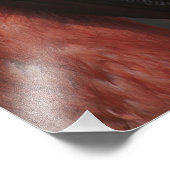 チリフラミンゴ、フエニコプテラス フォトプリント (角)