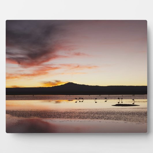 チリフラミンゴ フォトプラーク (正面)