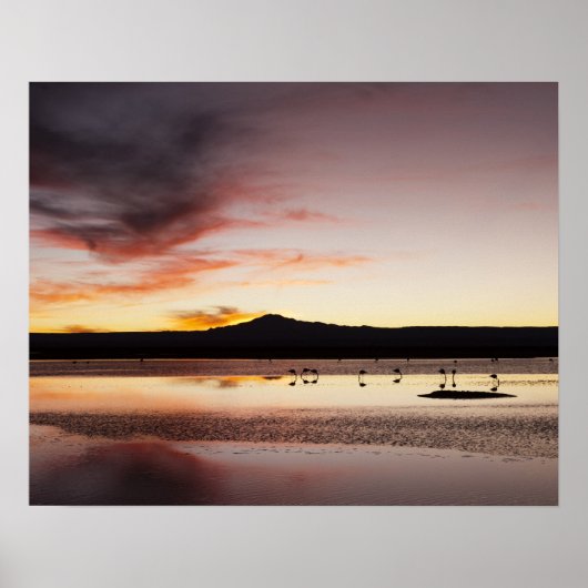 チリフラミンゴ ポスター (正面)