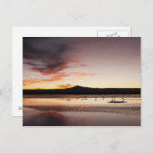 チリフラミンゴ ポストカード (正面/裏面)