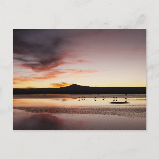 チリフラミンゴ ポストカード (正面)